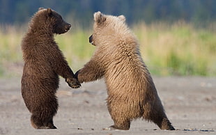 two brown bear holding hands